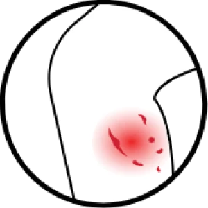 icon-Dierenbeten